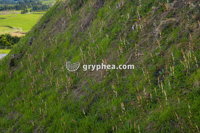 Grande Prêle - colonisation du milieu (strobiles) - gryphea.com